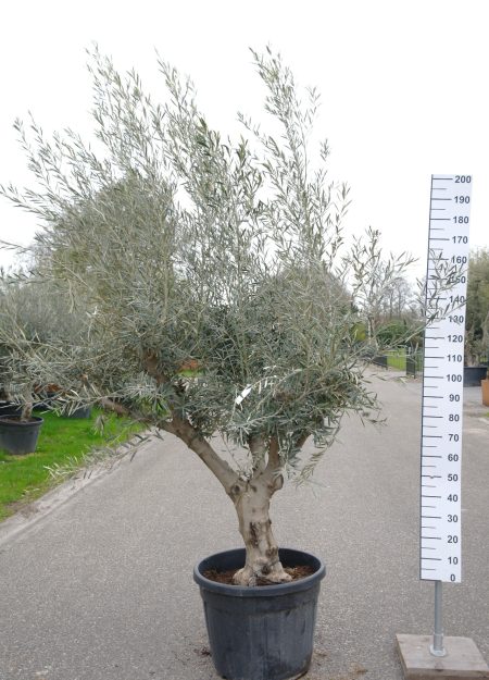 Olijfboom Olea Europea vertakt