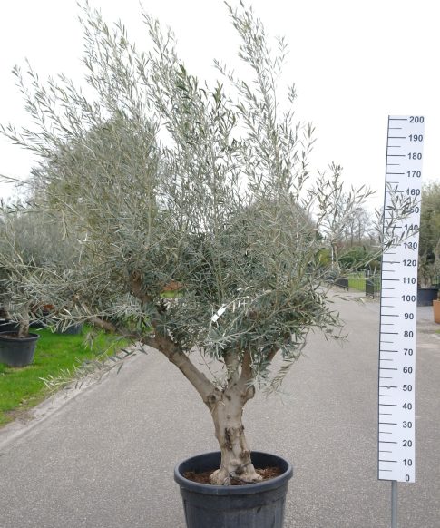 Olijfboom Olea Europea vertakt