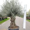 Olijfboom - Olea Europaea bonsai