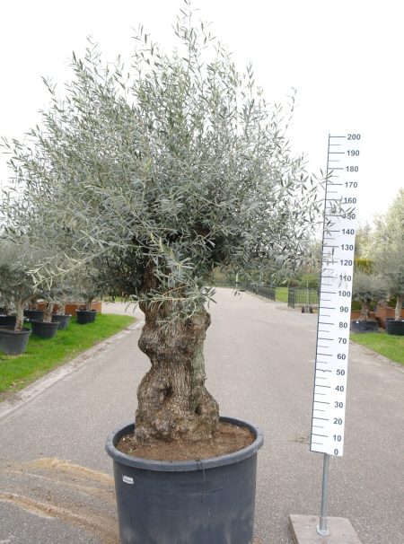 Olijfboom - Olea Europaea bonsai