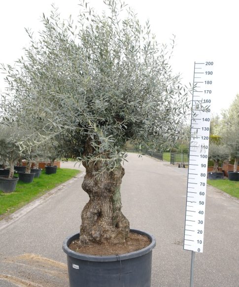 Olijfboom - Olea Europaea bonsai