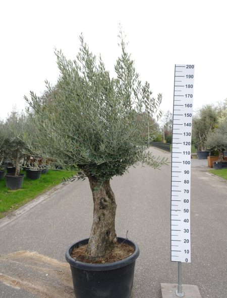 Olijfboom - Olea Europea Bonsai