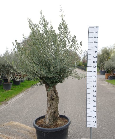 Olijfboom - Olea Europea Bonsai