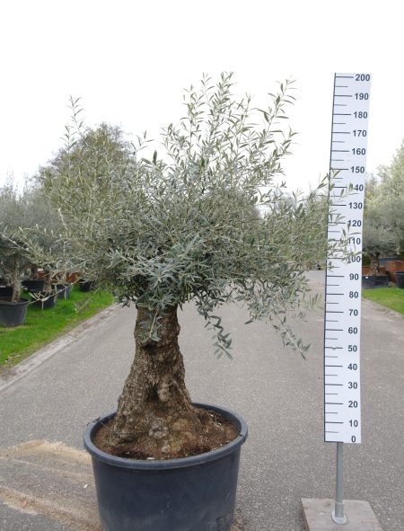 Olijfboom - Olea Europea Bonsai