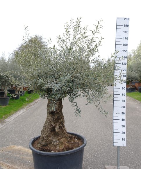 Olijfboom - Olea Europea Bonsai
