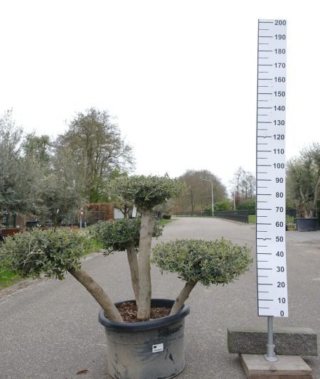 Olijfboom - Olea Europea Bonsai
