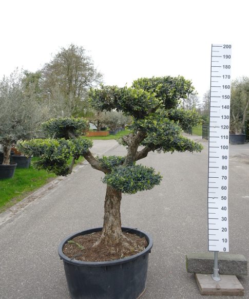 Olijfboom - Olea Europaea Pompom