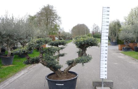 Olijfboom - Olea Europaea Pompom