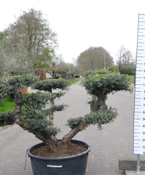 Olijfboom - Olea Europaea Pompom