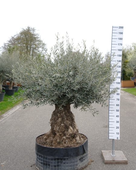 Olijfboom - Olea Europaea
