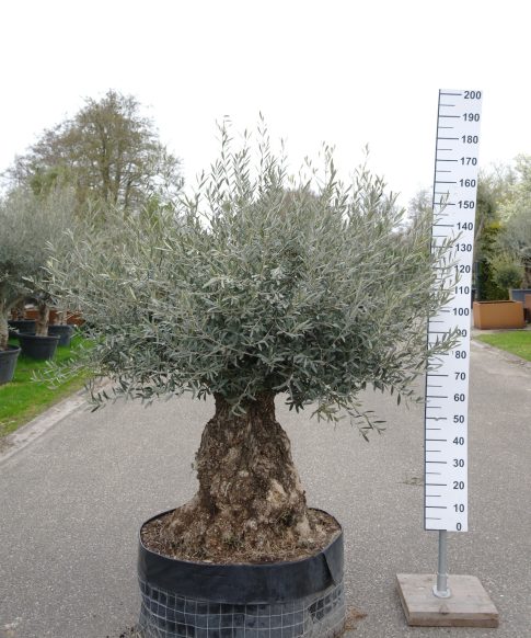 Olijfboom - Olea Europaea