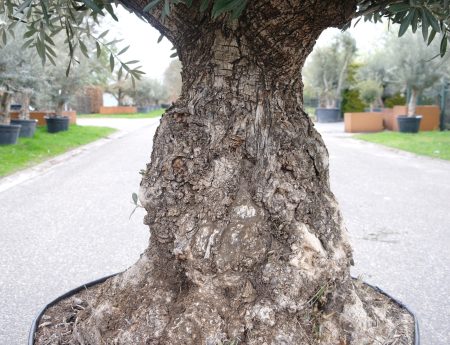 Olijfboom - Olea Europaea - Afbeelding 2