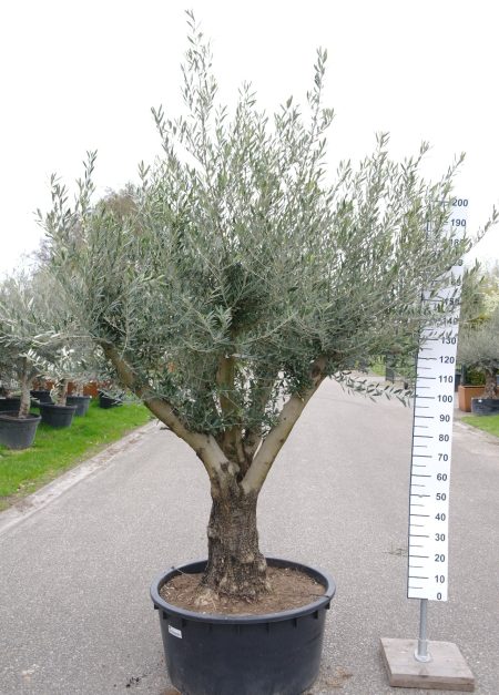 Olijfboom Olea Europea