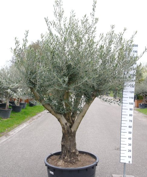 Olijfboom Olea Europea