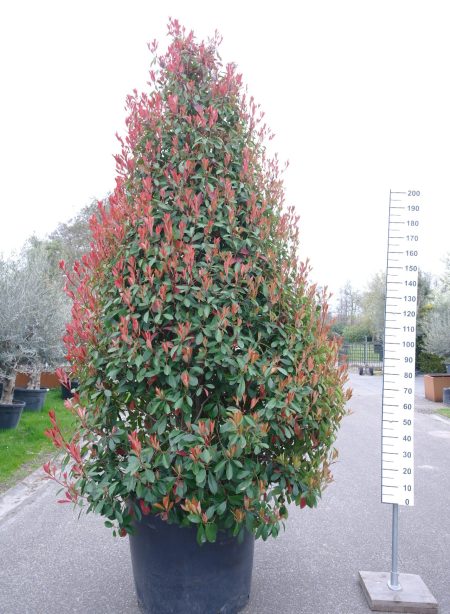 Photinia Red Robin piramide - Glansmispel