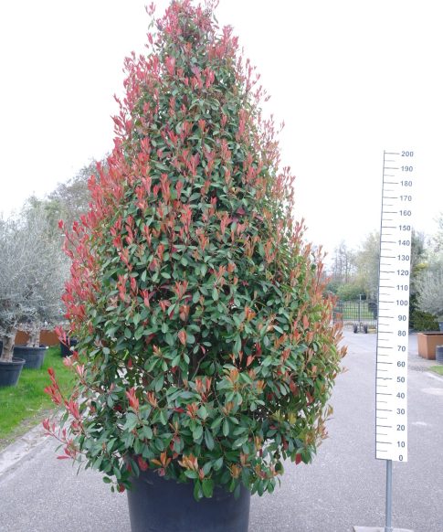 Photinia Red Robin piramide - Glansmispel