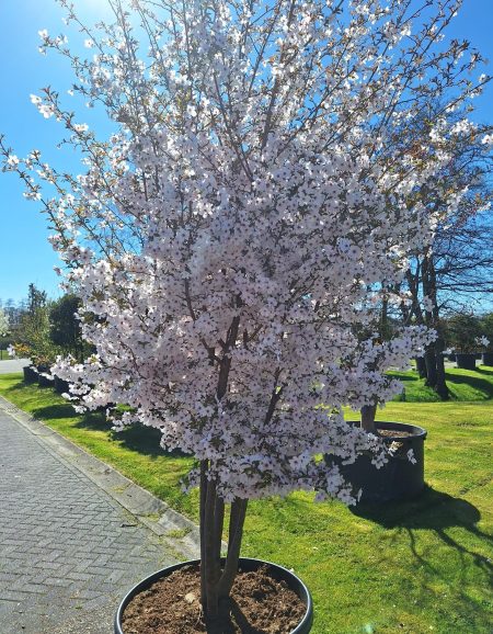 Prunus 'the Bride' - sierkers - Afbeelding 3