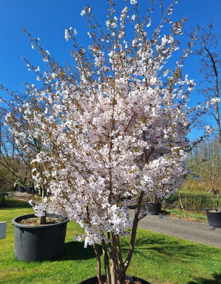 Prunus 'the Bride' - sierkers - Afbeelding 2