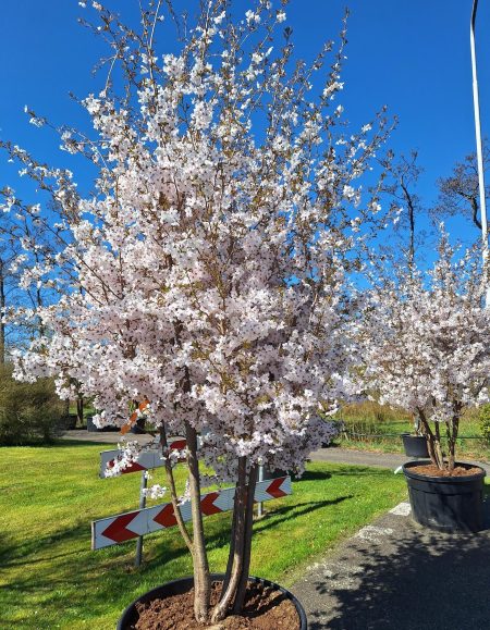 Prunus 'the Bride' - sierkers