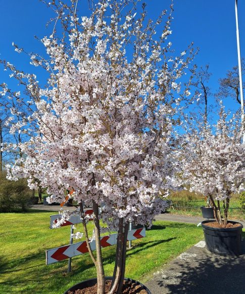 Prunus 'the Bride' - sierkers