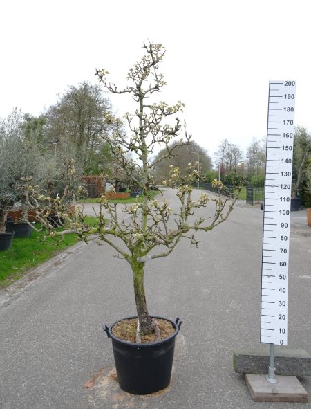 Pyrus Conference - Perenboom