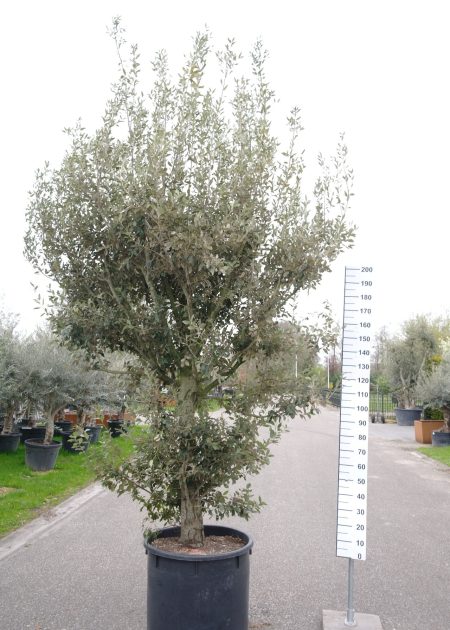 Quercus ilex - Steeneik