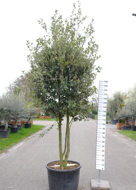 Quercus ilex meerstammig - Steeneik - bolvorm