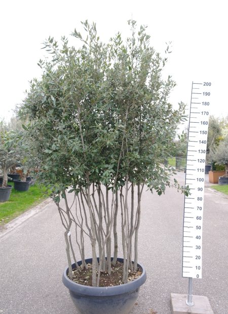 Quercus ilex meerstammig - Steeneik- struik-200-250cm