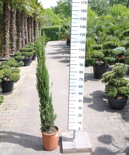 Cupresses Sempervirens - Italiaanse Cipres 125-150 cm