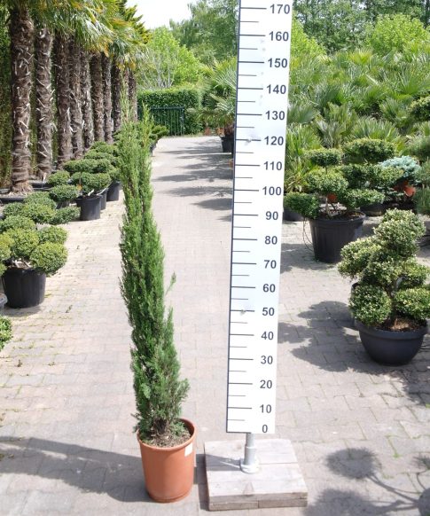 Cupresses Sempervirens - Italiaanse Cipres 125-150 cm
