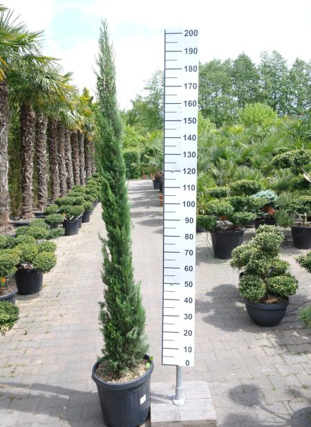 Cupresses Sempervirens - Italiaanse Cipres 180-200 cm