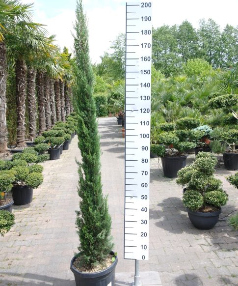 Cupresses Sempervirens - Italiaanse Cipres 180-200 cm