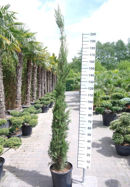 Cupressus Sempervirens - Italiaanse Cipres 220-230 cm