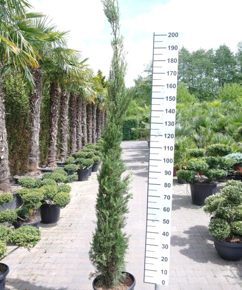 Cupressus Sempervirens - Italiaanse Cipres 220-230 cm