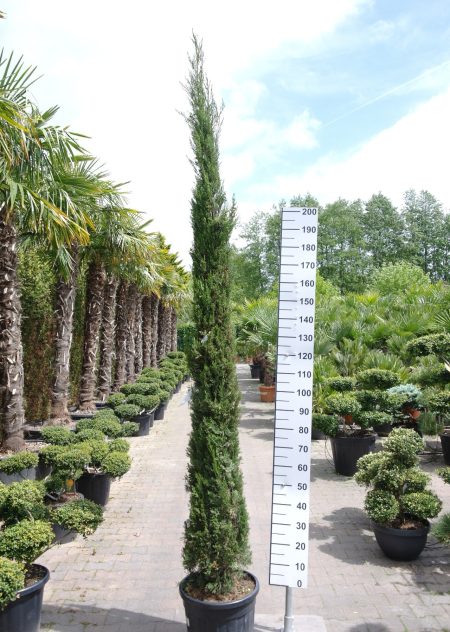 Cupressus Sempervirens - Italiaanse Cipres 275-300 cm
