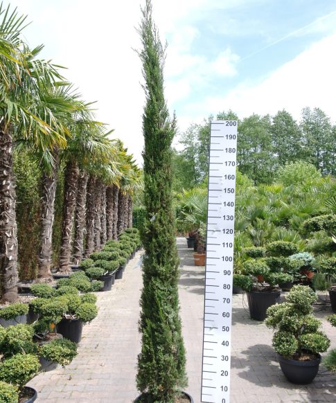 Cupressus Sempervirens - Italiaanse Cipres 275-300 cm