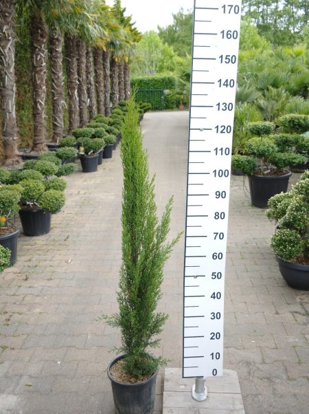 Cupressus Sempervirens 'Totem' - Italiaanse Cipres 120-140 cm