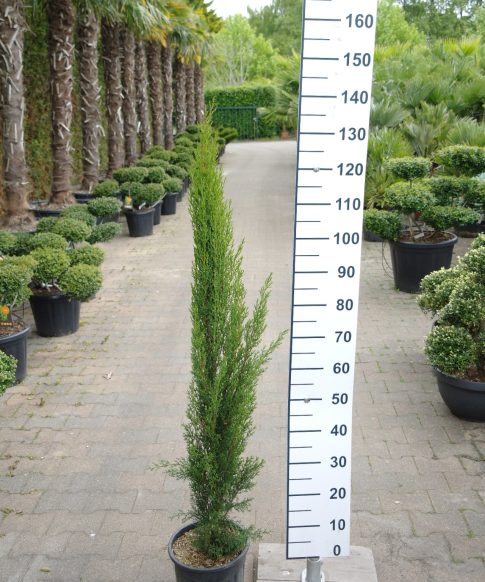 Cupressus Sempervirens 'Totem' - Italiaanse Cipres 120-140 cm