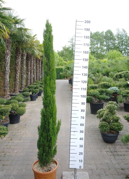 Cupressus Sempervirens 'Totem' - Italiaanse Cipres 180-200 cm