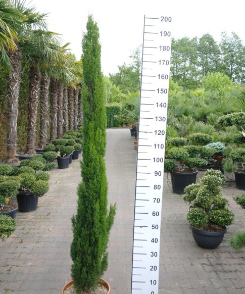Cupressus Sempervirens 'Totem' - Italiaanse Cipres 180-200 cm