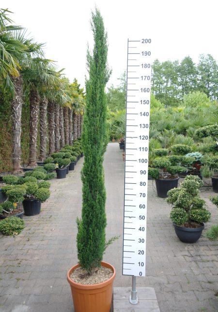 Cupressus Sempervirens 'Totem' - Italiaanse Cipres 220-240 cm