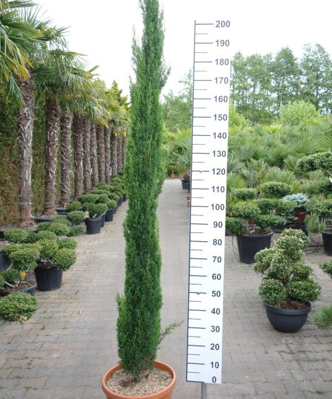 Cupressus Sempervirens 'Totem' - Italiaanse Cipres 220-240 cm