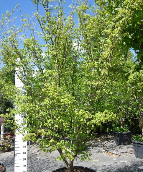 Cornus Kousa 'China Girl' 320-340 cm hoog - Kornoelje