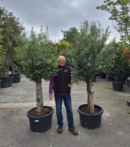 Olijfboom - Olea Europaea 200-220 cm