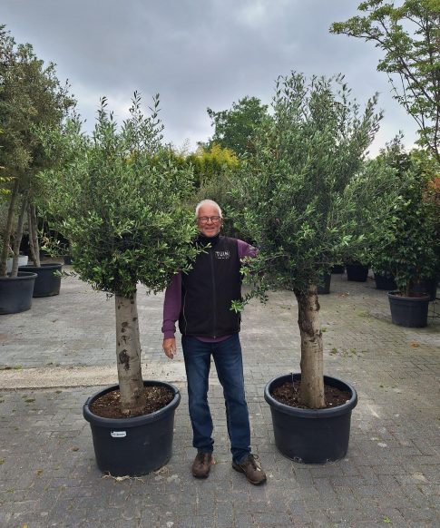 Olijfboom - Olea Europaea 200-220 cm