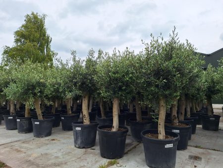 Olijfboom - Olea Europaea 110-130 cm - Afbeelding 2