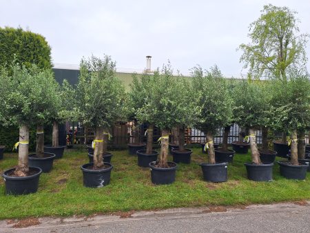 Olijfboom - Olea Europaea 200-220 cm - Afbeelding 2