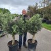 Olijfboom - Olea Europaea 110-130 cm