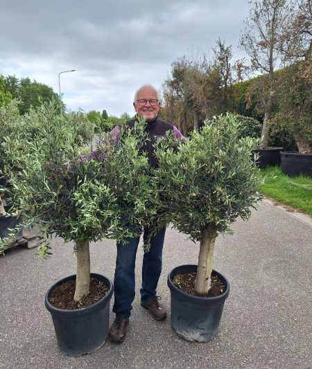 Olijfboom - Olea Europaea 110-130 cm