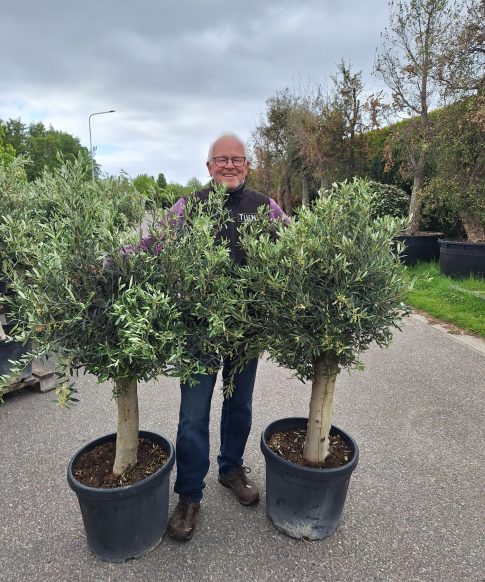 Olijfboom - Olea Europaea 110-130 cm